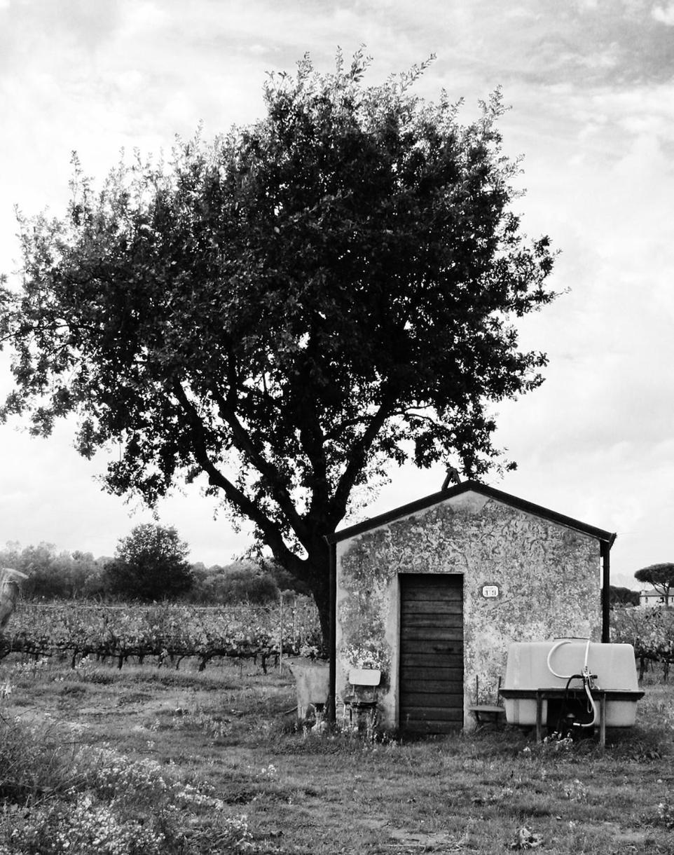 La Cipriana Castagneto Carducci Exterior foto